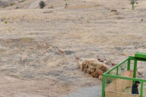 İlham Əliyev və Rəcəb Tayyib Ərdoğan Cəbrayıl rayonu ərazisinə 15 baş ceyran buraxdılar