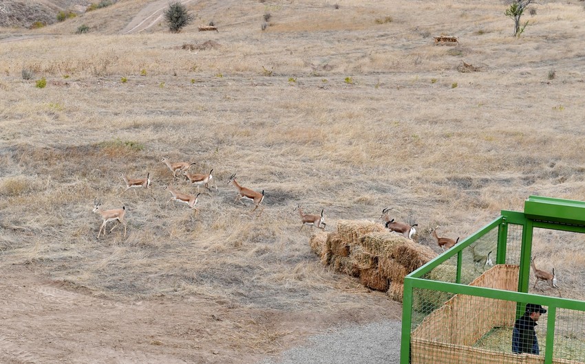 İlham Əliyev və Rəcəb Tayyib Ərdoğan Cəbrayıl rayonu ərazisinə 15 baş ceyran buraxdılar