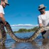 1656593913 archive Serpiente piton gigante capturada Florida rz500