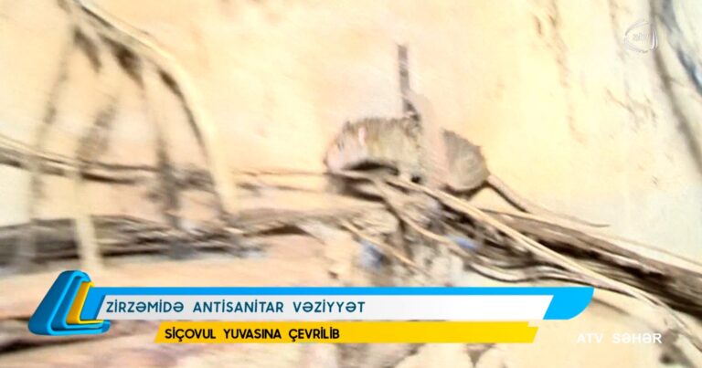 Zirzəmisi siçovul yuvasına çevrilən bina: sakinlər belə yaşayırlar - VİDEO 1 2 4 768x403 1