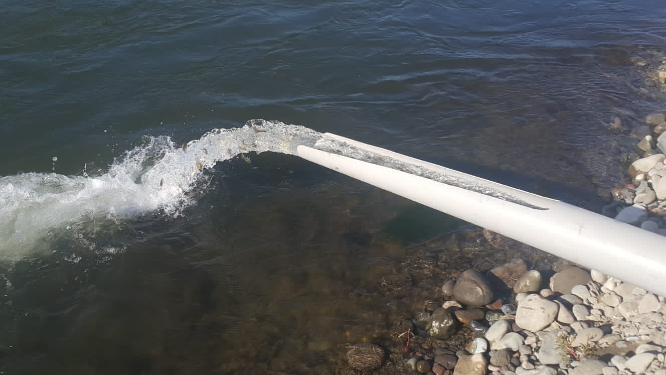 Ağdamda Xaçınçay su anbarına balıq körpələri buraxıldı - FOTO