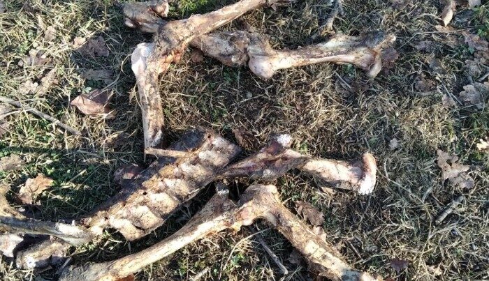 DİN-dən sosial şəbəkələrdə yayılmış video ilə bağlı AÇIQLAMA