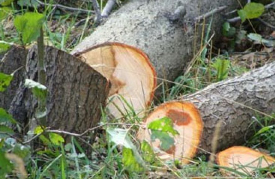 Bələdiyyə sədri meşə ağaclarını kəsdirdiyinə görə saxlanılıb? - AÇIQLAMA