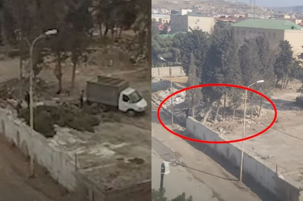 Lökbatanda kəsilən ağaclarla bağlı iş prokurorluğa göndərildi - VİDEO