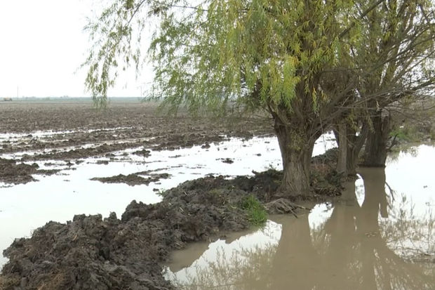 Ağdamda evləri və əkin sahələrini su basdı - VİDEO 1 Ağdamda evləri və əkin sahələrini su basdı - VİDEO
