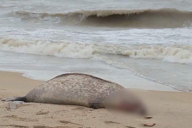 Xəzər dənizinin Azərbaycan bölməsində suiti cəsədləri aşkar olundu