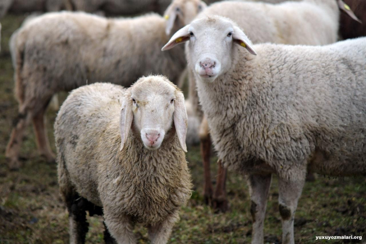 Masallıda 32 baş qoyun oğurlayan həmkəndlilərdən xəbər var