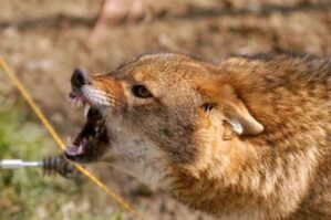 Zaqatalada 17 yaşlı oğlana çaqqal hücum edib