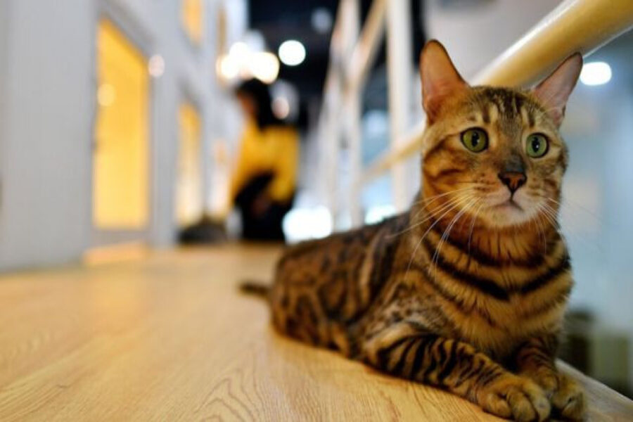 Küçə pişiklərini öldürən şəxsə bu cəza verildi