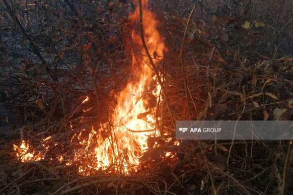 Qəbələdə güclü yanğın genişləndi: iki kənd təhlükə altında - FOTO