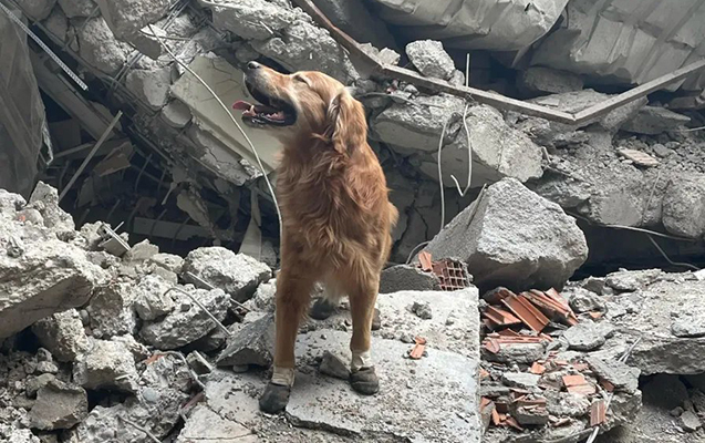 Bu it 17 nəfəri xilas edib - FOTO