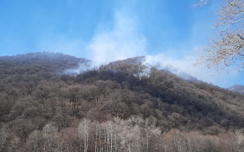 Azərbaycanda meşədə yanğın - FOTOLAR / YENİLƏNDİ