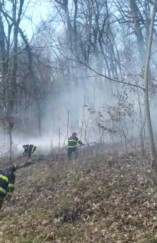 Azərbaycanda meşədə yanğın - FOTOLAR / YENİLƏNDİ