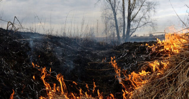 Ağdamda 10 hektar ərazi yandı