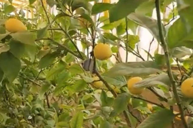 Ölkənin ən bahalı limonları hansı bölgədə satılır? - VİDEO 1 Ölkənin ən bahalı limonları hansı bölgədə satılır? - VİDEO