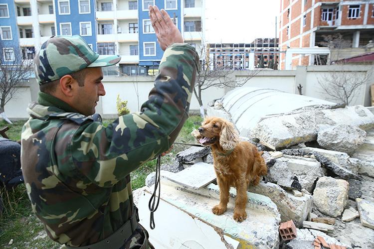 Azərbaycanlının iti qəhrəman elan edildi - SƏBƏB 3 ite 3