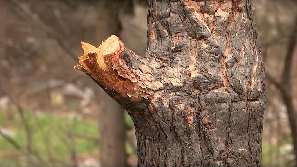 “Koroğlu” metrosunun yaxınlığında şam ağacları yandırıldı - FOTO / VİDEO