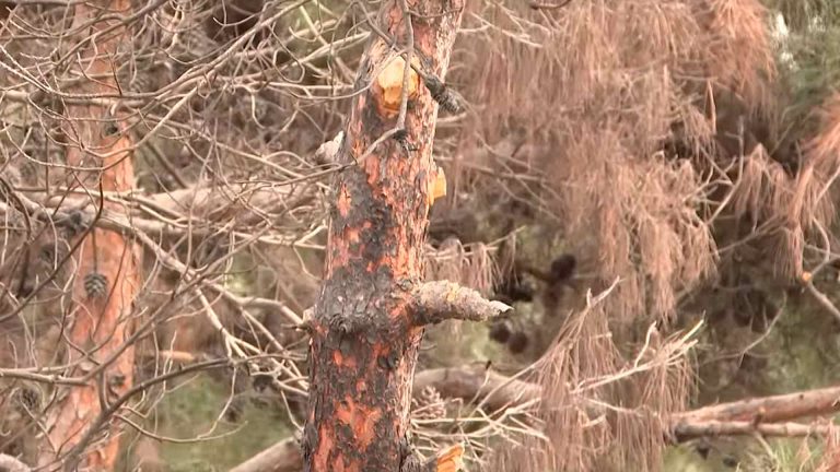 “Koroğlu” metrosunun yaxınlığında şam ağacları yandırıldı - FOTO / VİDEO