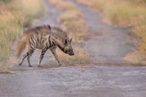 Azərbaycanda bu heyvanların nəsli kəsilməkdədir