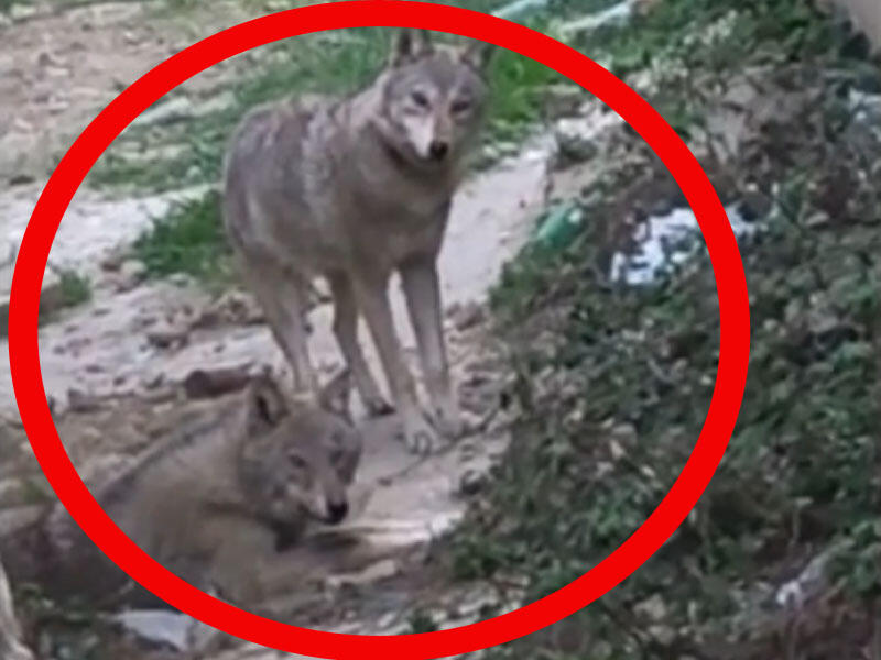 Bakıda uşaqların qarşısına canavarlar çıxdı - ANBAAN VİDEO