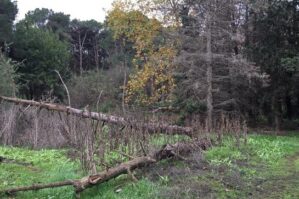 Bakıda bu ərazi məhv edilir - RƏSMİ