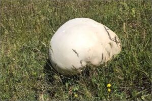 Daş sandılar, yaxınlaşanda gerçəyi görüb heyrətləndilər - FOTO