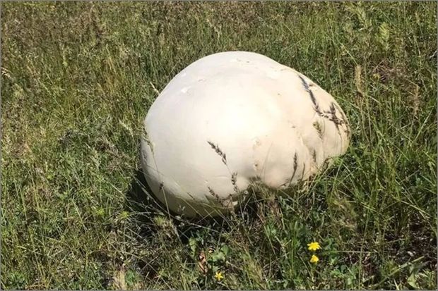 Daş sandılar, yaxınlaşanda gerçəyi görüb heyrətləndilər - FOTO