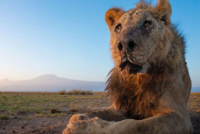aslan 232