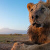 aslan 232