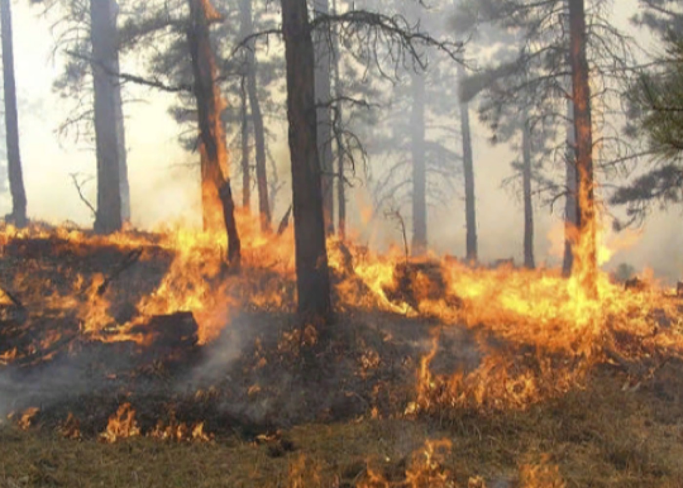 İstanbulda meşə yanır - VİDEO