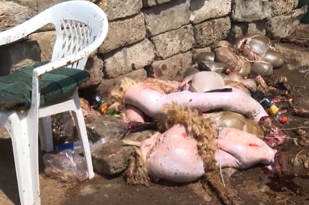 Ət kəsimi məntəqələrindən şok kadrlar: nəzarət yoxdur? - VİDEO