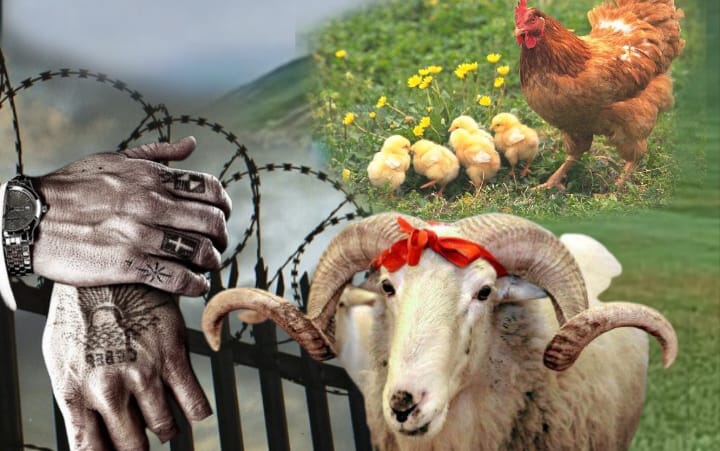 "Dolya vorovskaya", “Cücələrim” və Qurban bayramında bəzədilən qoç