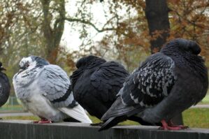 Göyərçin yuxularının sirri: quşlar da röya aləminə qərq olurlar