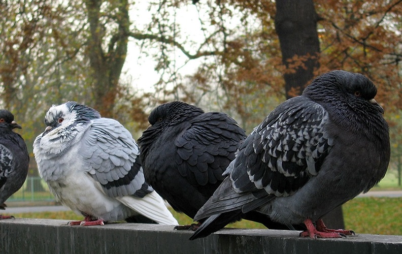 Göyərçin yuxularının sirri: quşlar da röya aləminə qərq olurlar