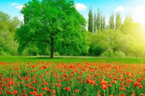 Sabahın hava proqnozu