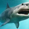 megalodon warpaint shutterstock full width