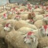 qurbanliq qoyunn