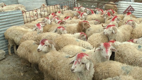 Bazarda əl yandıran qiymətlər: Qurbanlıq heyvanlar neçəyədir? - VİDEO