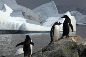 Alimlər təşviş içində: Dünya okeanı sürətlə qızır