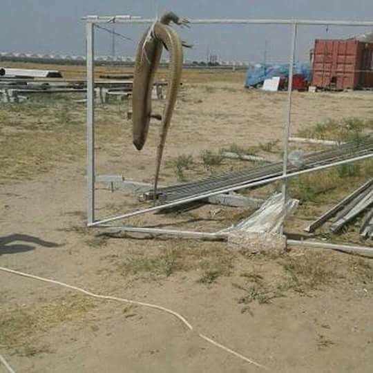 Bakıda nəhəng kərtənkələ təşviş yaratdı - FOTO