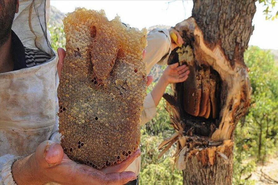 Dağdan bal yığan kişi faciəvi şəkildə öldü