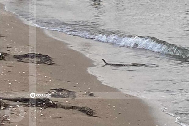 Bakıda çimərlikdə peyda olan ilan vətəndaşları qorxutdu - VİDEO