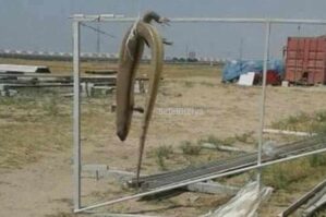 Fotosu yayılan qorxunc heyvanla bağlı VACİB AÇIQLAMA