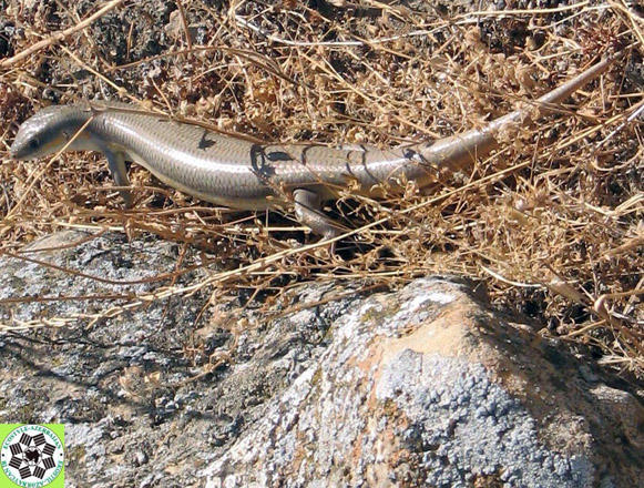 Bakıda nəhəng kərtənkələ təşviş yaratdı - FOTO 1 Bakıda nəhəng kərtənkələ təşviş yaratdı - FOTO