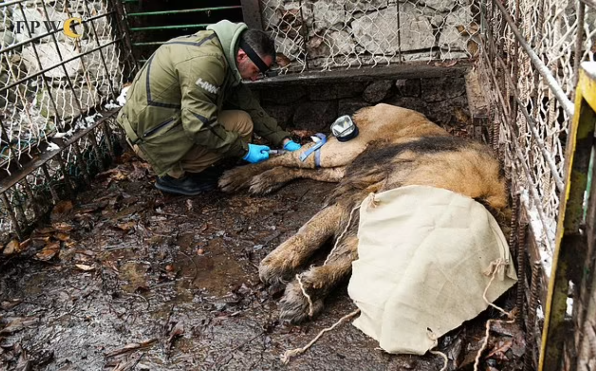 Ölmüş iş adamının şirini Laçın postundan Afrikaya apardılar – FOTOLAR