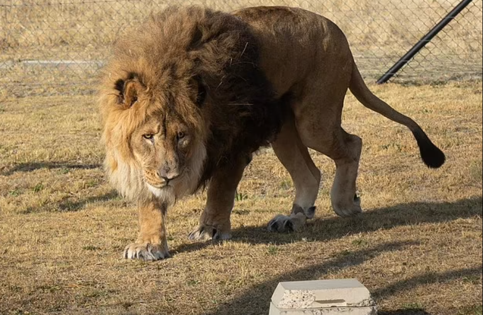 Ölmüş iş adamının şirini Laçın postundan Afrikaya apardılar – FOTOLAR
