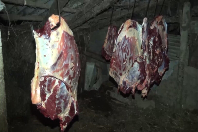Bakıda 1 tondan çox yararsız at əti aşkarlandı: tutulanlar var - VİDEO