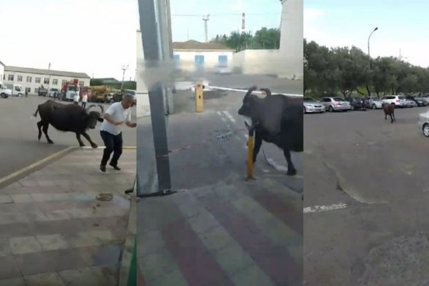 Bakı küçələrində qaçan camış maşınları əzdi - VİDEO 1 Bakı küçələrində qaçan camış maşınları əzdi - VİDEO