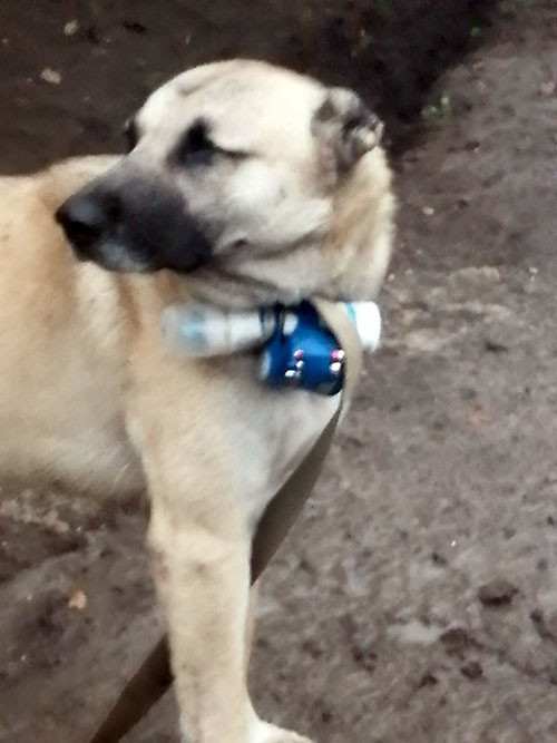 Ermənilərin Ordumuza hücumu: iyrənc sovet taktikası - FOTO