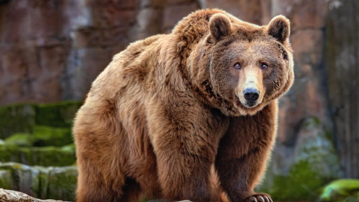 Zaqatalada ayılar arı yeşiklərinə hücum etdi - FOTO